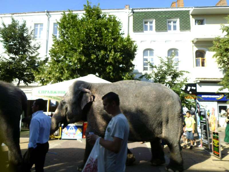 Слон на улице. Хмельницкий